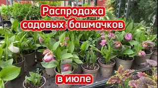 Распродажа садовых башмачков в июле