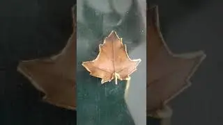 Gold dipped Maple leaf Pendant/ Broach... Gorgeous, Magnificent!