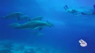 Spectacular Dolphins show in Hurghada, Red Sea, Egypt