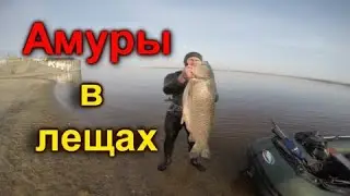 Амуры в лещах! Подводная охота на белого амура на Волге. Большая стая леща.