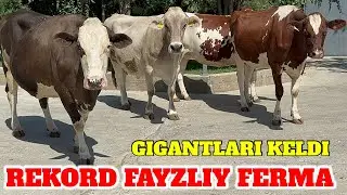 REKORD FERMA AYSHIRISKIY SHVET GOBRIT ONA BOLA SIGIRLA SOTILADI.