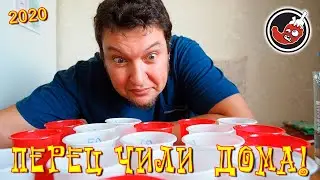 Выращивание чили дома: старт сезона 2020! Замачиваю семена.