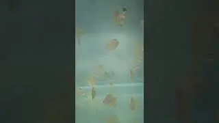 Дискусята!лучший полноценный корм - дафния!