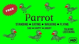 Full Pack Of Parrot Animation In Green Screen 😍