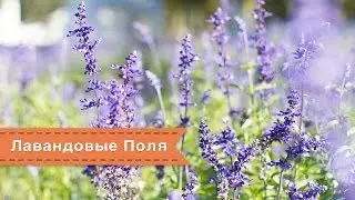 Лавандовые поля