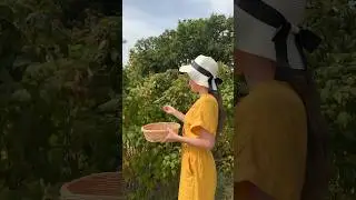 Сбор клубники во Франции 🍓