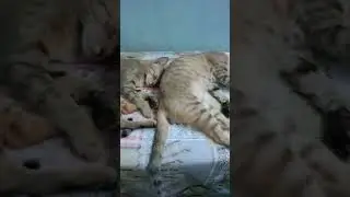 Mother & Daughter #cat #pets #ytshorts #shorts