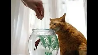 😺 Don’t oversalt! 🐈 Funny video with cats and kittens for a good mood! 😸