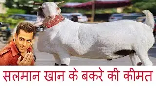 5 Lakh ke बकरे की क़ुरबानी करेंगे सलमान खान
