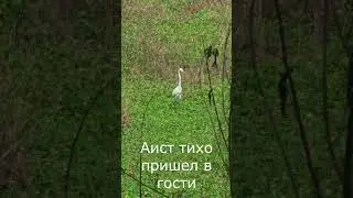 Аист тихо пришел в гости