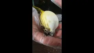 How does a balloon fish inflate? Poisonous puffer fish.