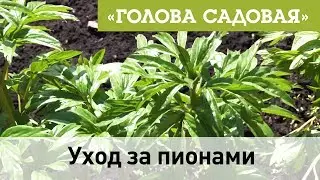 Голова садовая - Уход за пионами