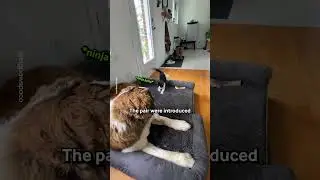 New Kitty Isn't Scared Of Big Dog 🐾