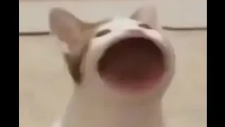 Cat Mouth Noise, pop cat (Extended extended addition)