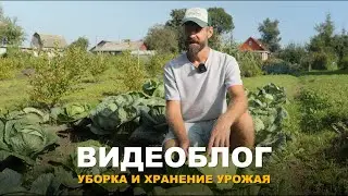 ВИДЕОБЛОГ: ОГОРОДНЫЕ ХЛОПОТЫ.  Обзор огорода и урожая. Мой погреб.