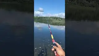 Чуть удочку не утащил 
