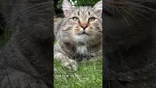 ✨Лето. Травка. Барсик✨ Summer. Grass. BARSIK✨ #catvideos #catcute