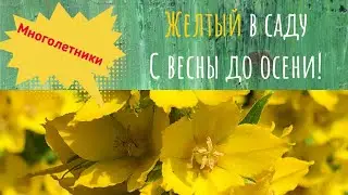 Желтый в саду! Желтые многолетники с весны до осени.