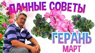 ДАЧНЫЕ СОВЕТЫ - ЛУЧШИЙ СПОСОБ РАЗМНОЖЕНИЯ ГЕРАНИ часть2/МАРТ