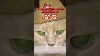 Российских котов кидают на войну в Донбассе