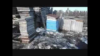 Весна 2024, раскидал чернозём на пасеке и результат через 5 дней