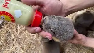 LIVE: The Hungry Smooth-Coated Otters Suck Each Other's Genitals