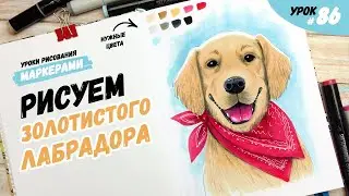 Как нарисовать собаку породы золотистый лабрадор ретривер? / Видео-урок по рисованию маркерами #86