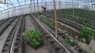 как сажать - высадка рассады огурца в теплицу