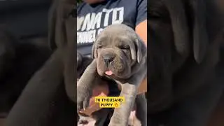 Import Cane Corso Puppy Available in India ✴️ 