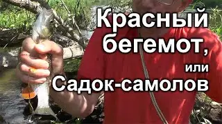 Красный бегемот, или Садок-самолов