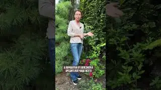 Методичка «РОДОДЕНДРОНЫ ЛЕГКО И ПРОСТО» в комментарии 👇 