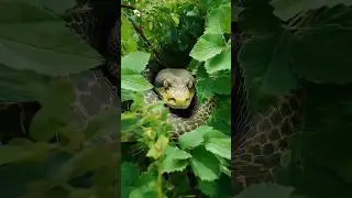 snake VFX hack 54 