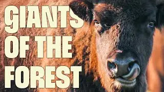 Europe’s Last Wild Cattle | FULL DOCUMENTARY | Europe's Wilderness | @UltimateNatureDocs