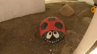 Божьи коровки в санатории Виктория