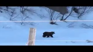 медведей покрыли матом