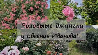 Розовые джунгли в саду у Евгения Иванова! А нам и не снилось!!! 1 часть. Северо-Западный регион.