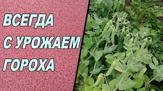 👩🏻‍🌾🌱ВЫРАЩИВАНИЕ ГОРОХА. ПОДВЯЗКА И УХОД. Как вырастить горох без вредителей