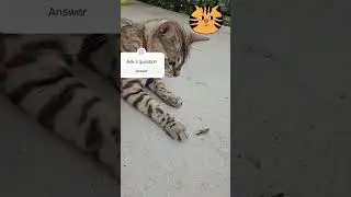 Bengal cat  adventures# #cat #crazybengalcatlovers #bengalcat #catlover #catvideos #funnycat #cats