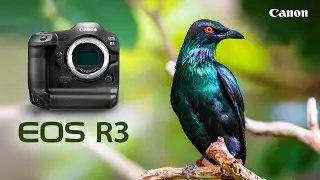 Canon EOS R3 Hands-on Review | Plus RF 16mm & RF 100-400mm Lenses