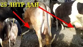 СЕР СУТ СИГИРЛАР ВА БУГОЗ МОЛЛАР.ШАХИДОН МОЛ БОЗОРИ
