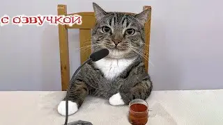 Приколы с котами! Смешные коты - Самые смешные животные С ОЗВУЧКОЙ! Ржака!!