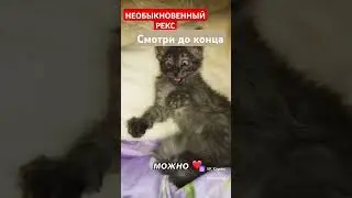 новая жизнь Кота Jazzdauren первая любовь