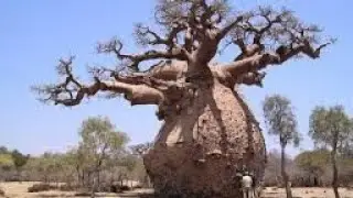 БАОБАБ. ИНТЕРЕСНАЯ ИСТОРИЯ ДЕРЕВА ИЗ  ДРЕВНОСТИ