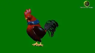 3D Chicken Green Screen HD