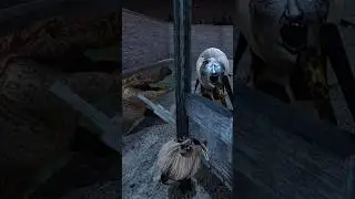 Cutting Angelene mom infront of Angelene spider and Crocodile in Granny 3 Update