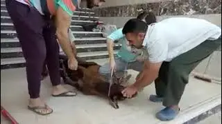 girl slaughter sheep