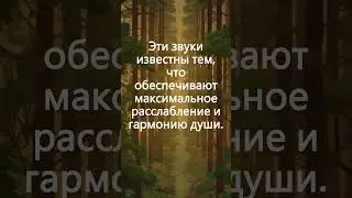 Спокойная тибетская флейта и пение птиц: звуки леса для максимального расслабления и гармонии души