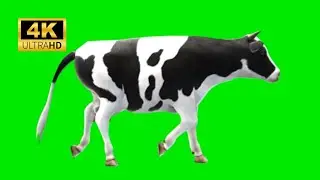 3 COW Green Screen Animated 4k 2023 ANIMAL GREEN SCREEN