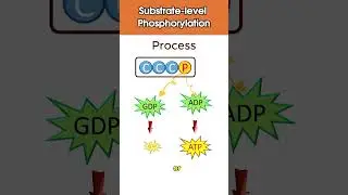 Substrate Level Phosphorylation #bioscholar #biology #shorts