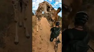 Friendly giraffe stops cyclist for a curious sniff